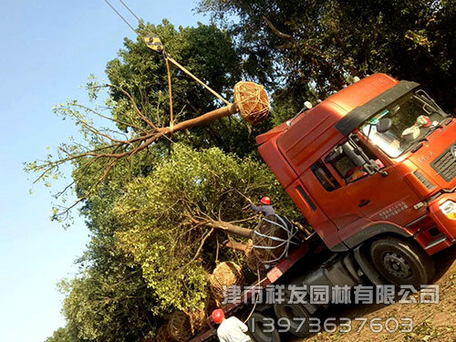20公分香樟，多桿香樟發(fā)車-(1)