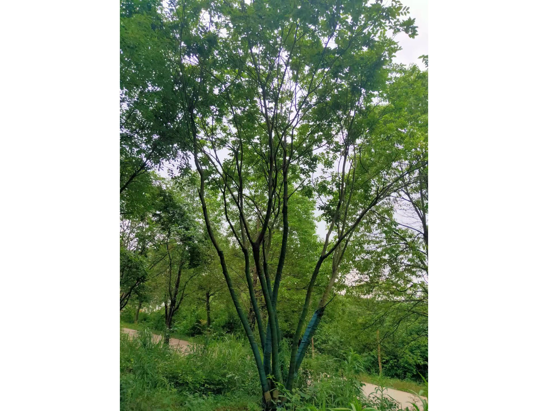 多桿/單桿樸樹(shù)移植苗7