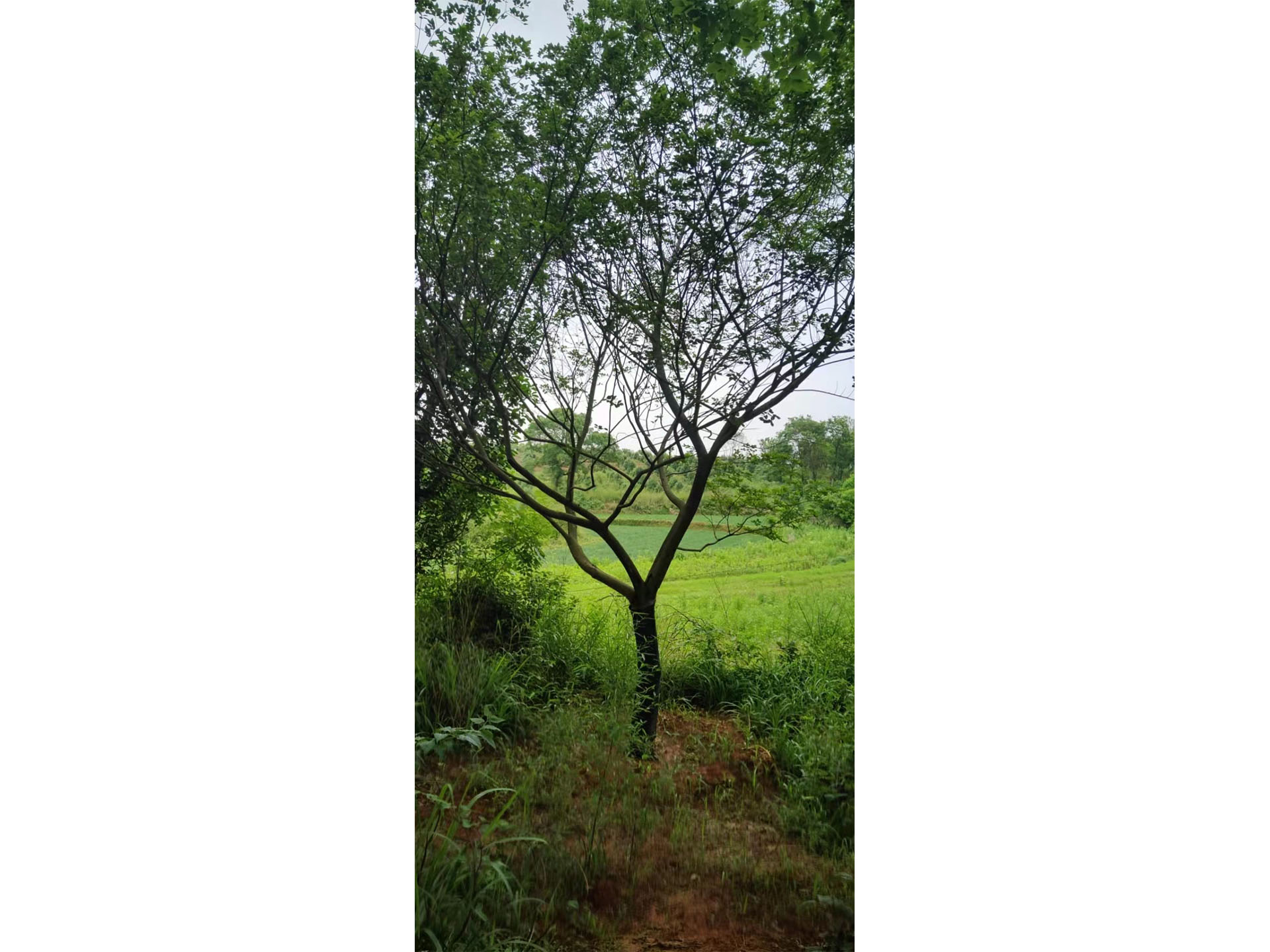 多桿/單桿樸樹(shù)移植苗1