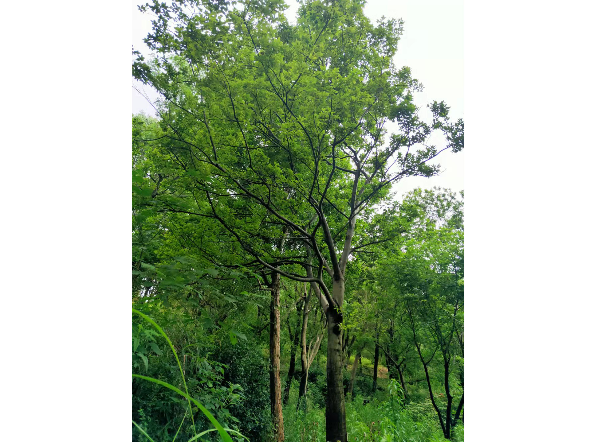 多桿/單桿樸樹(shù)移植苗2
